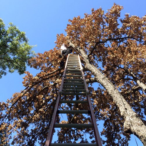 Yes we install tree lights too!